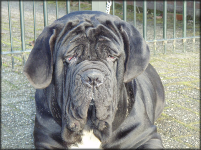 mastino napoletano: Yasmin de Azzurra